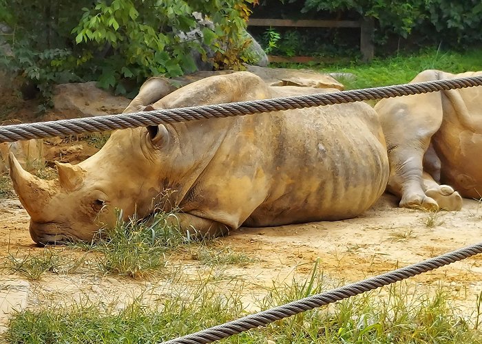 Zoo Knoxville photo