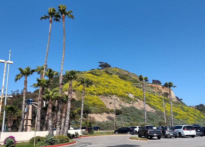 Will Rogers State Beach photo