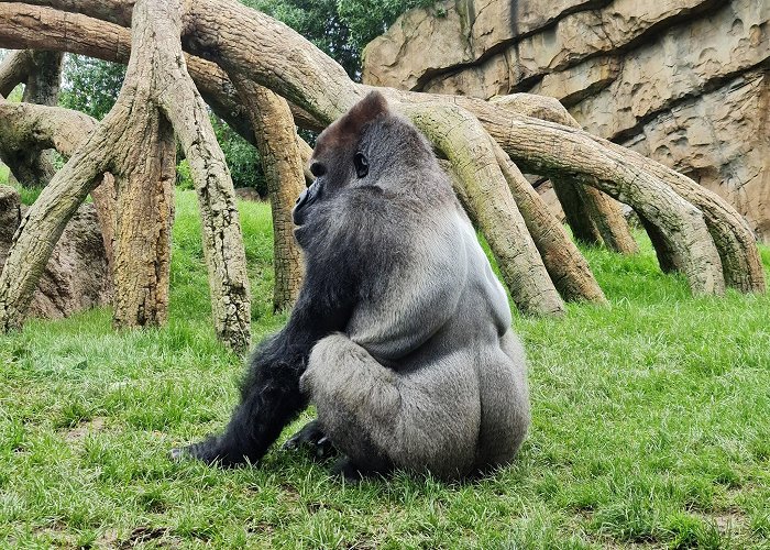 Bioparc Valencia photo