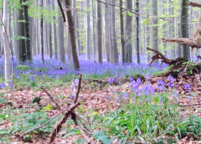 Bluebell Forest Hallerbos today, I'm in love! : r/belgium photo