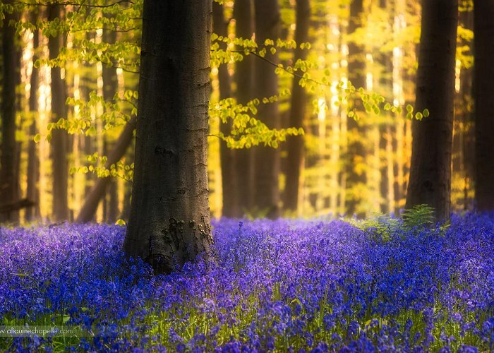 Bluebell Forest Top 13 Photo Spots at Hallerbos, Belgium in 2024 photo