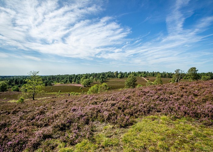 Wilseder Berg Sprötze: Brunsberg - 360 degree panorama | Lüneburger Heide photo