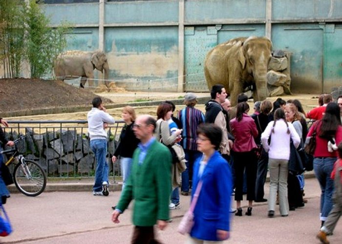 Lyon's Administrative Tribunal Saving Brigitte's Elephants: A Controversial Death Sentence At The ... photo