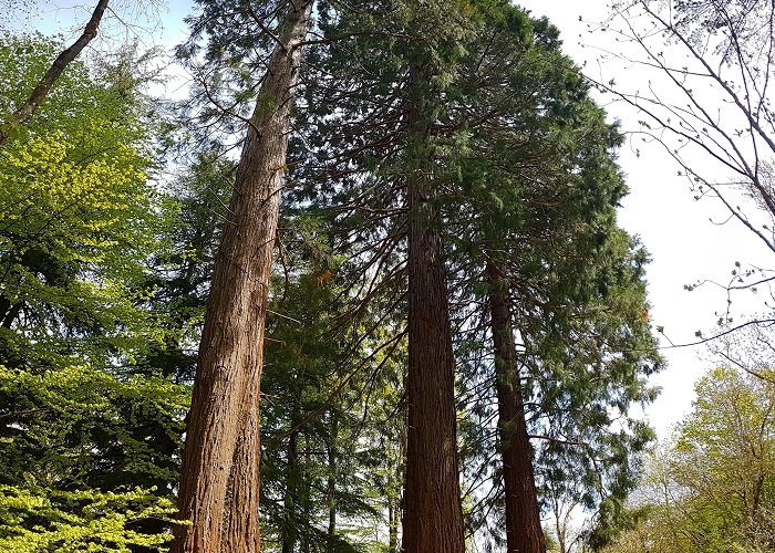 Natural Park of Montseny Sequoia, Montseny Natural Park, Catalonia : r/natureporn photo