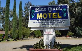 Blue Gum Motel Willows Exterior photo