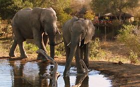 Umlani Bushcamp Villa Timbavati Game Reserve Exterior photo