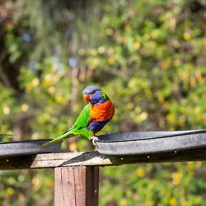 Lorikeet Holiday Park Hotel Arrawarra Exterior photo