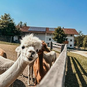 Ferienhof Petermuehle Urlaub Mit Alpakas Apartment Amerang Exterior photo