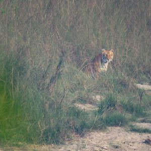 Wild Planet Eco Retreat Hotel Bardiya Exterior photo